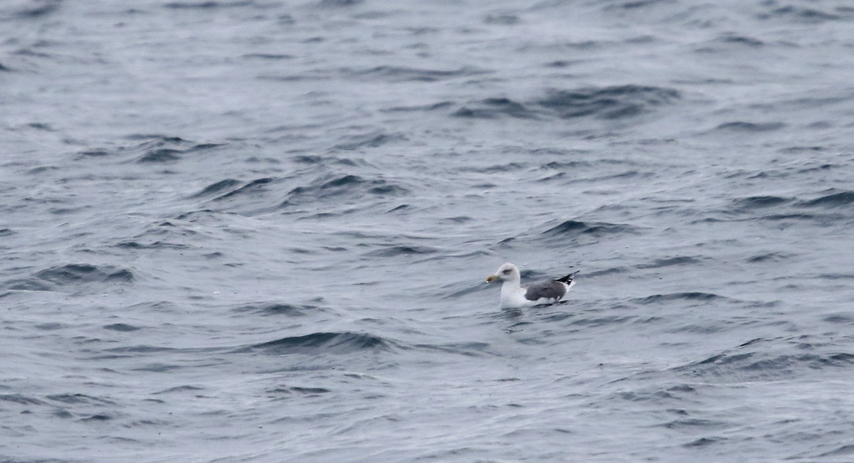 Lesser Black-backed Gull - ML51576731