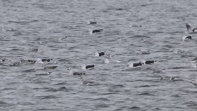 Glaucous Gull - ML515768291