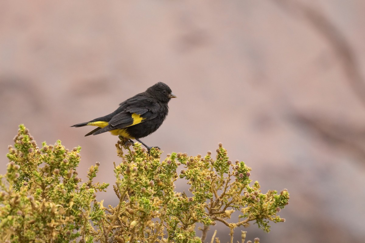 Black Siskin - ML515768311