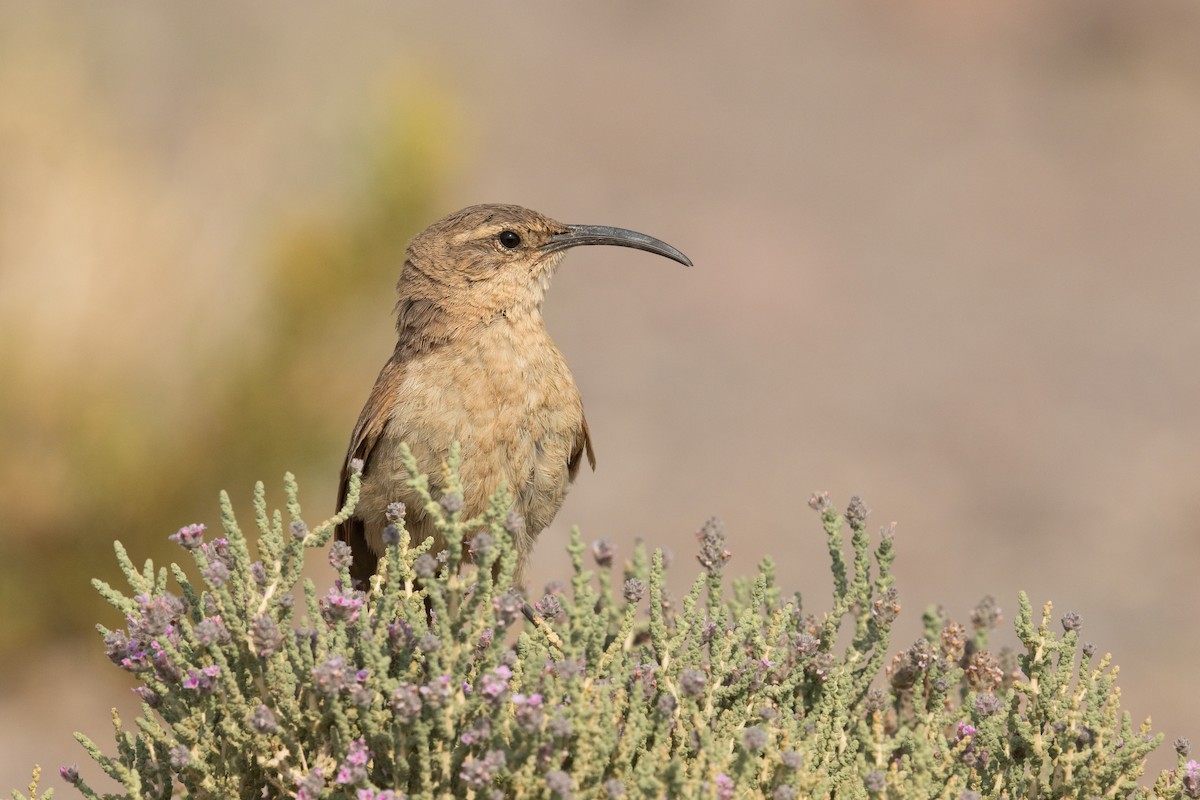 Buff-breasted Earthcreeper - ML515768441