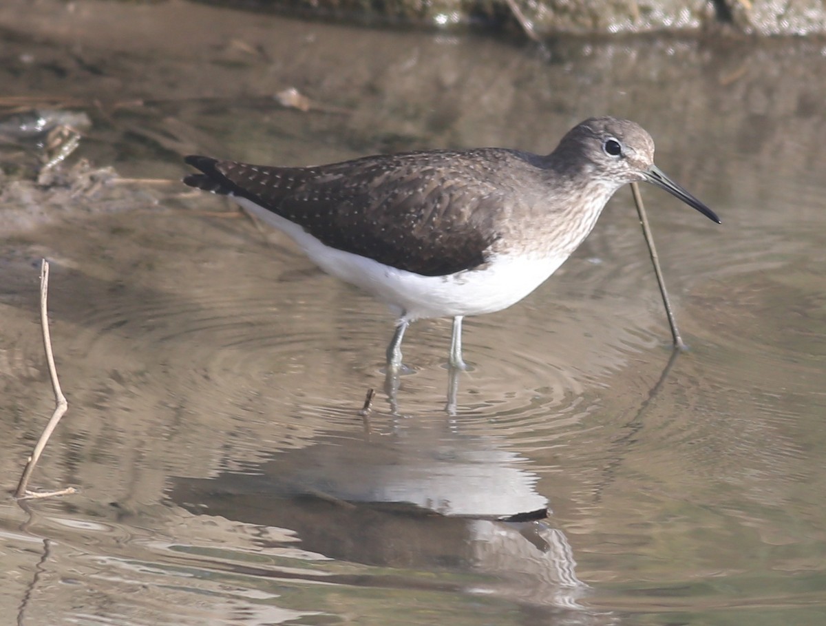 Цагаан сүүлт хөгчүү - ML515769001