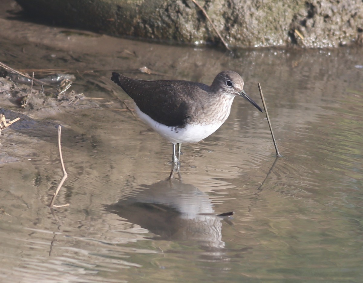 Цагаан сүүлт хөгчүү - ML515769011