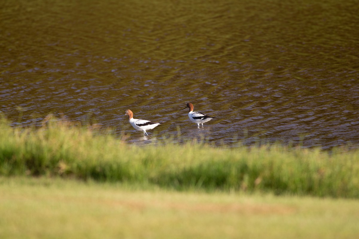 Red-necked Avocet - ML515769571