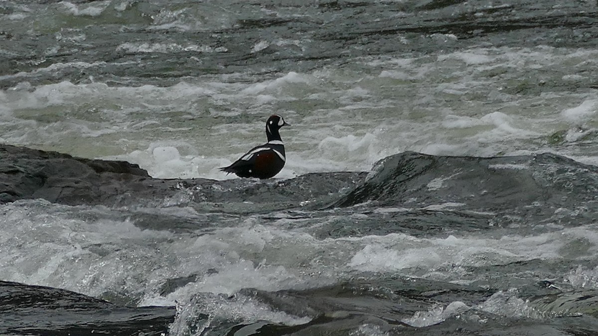 kačka strakatá - ML515769581