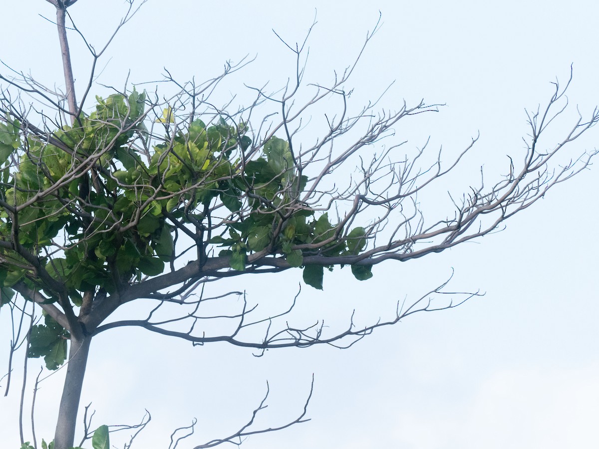 Asian Koel - ML515770171