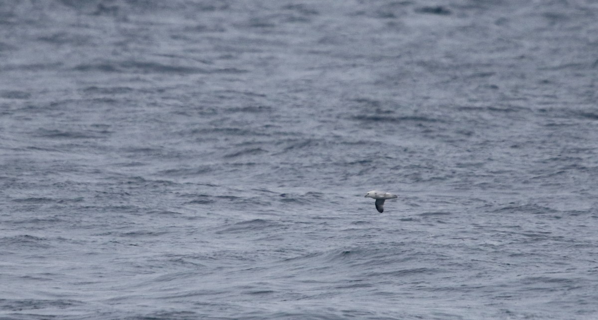 Northern Fulmar - ML51577071