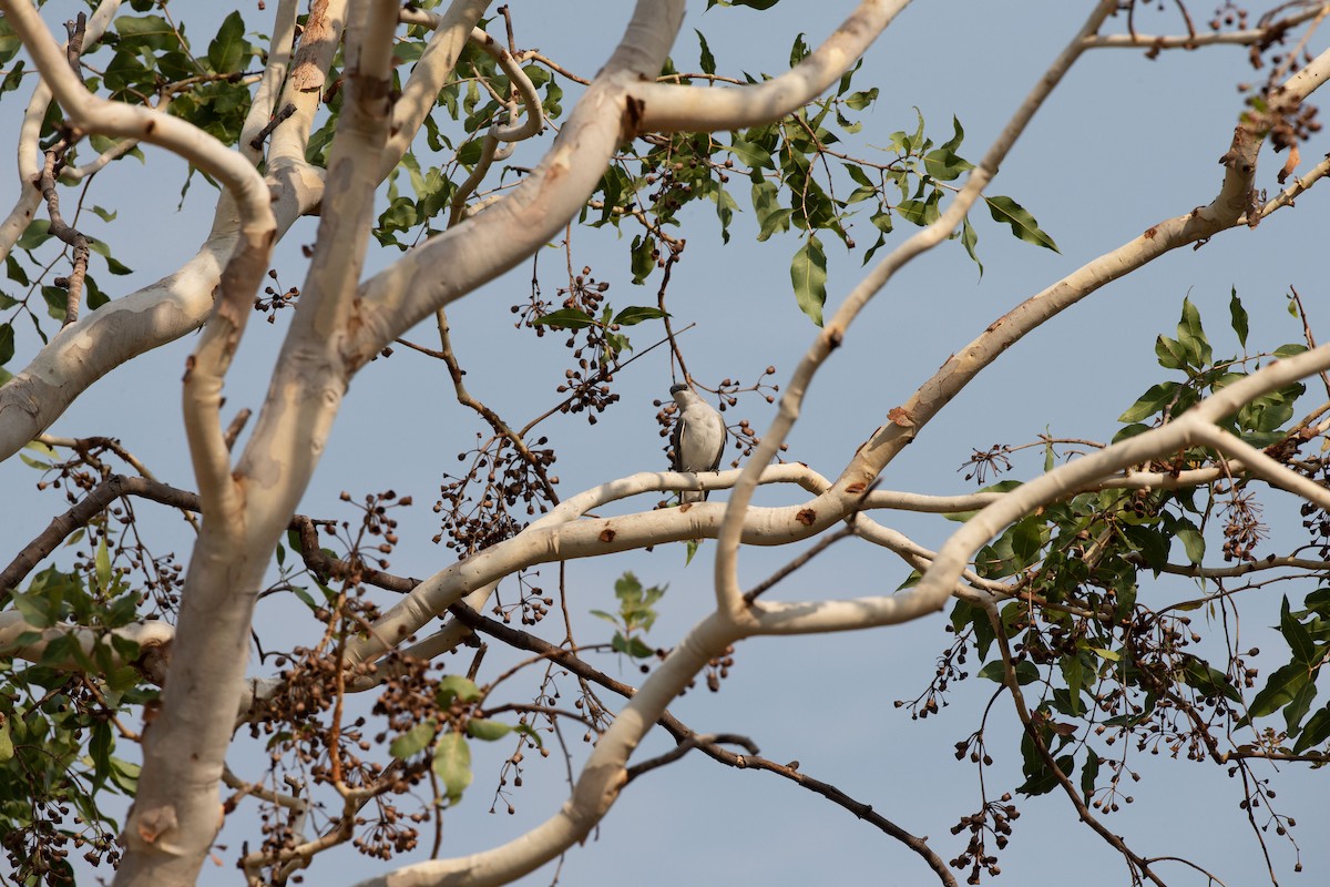 White-bellied Cuckooshrike - ML515771041