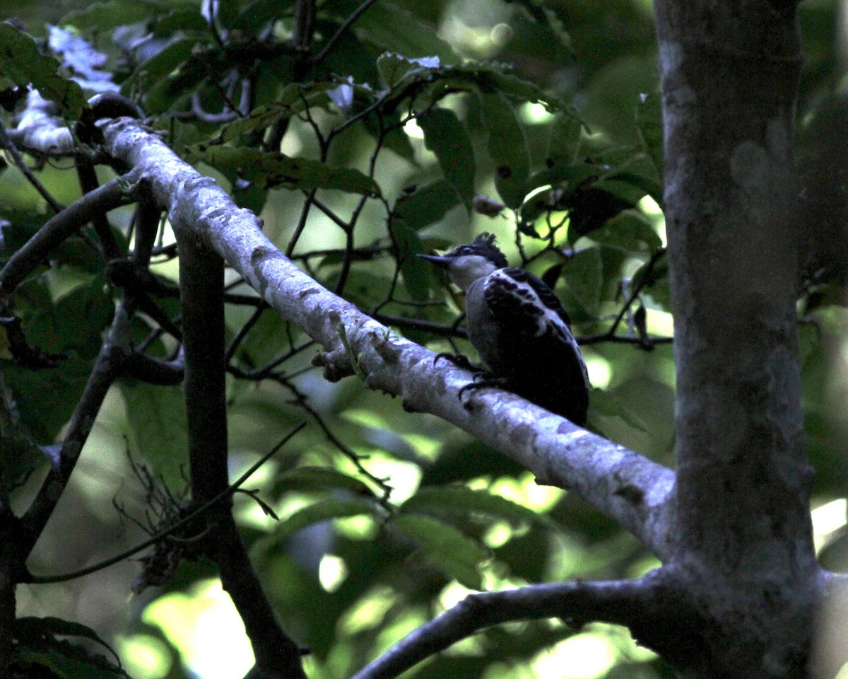 Heart-spotted Woodpecker - Sam Shaw