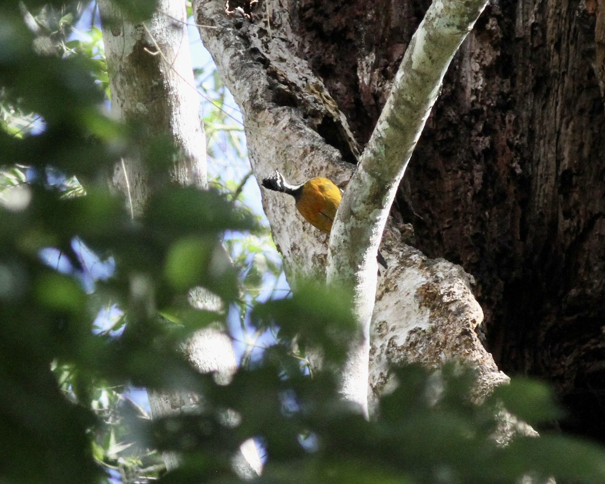 Black-rumped Flameback - ML515772351