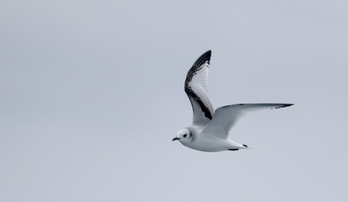 Mouette tridactyle - ML51577241