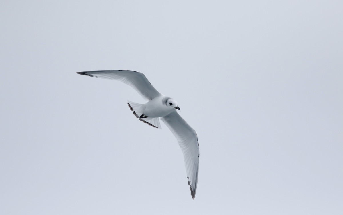 Black-legged Kittiwake - ML51577251