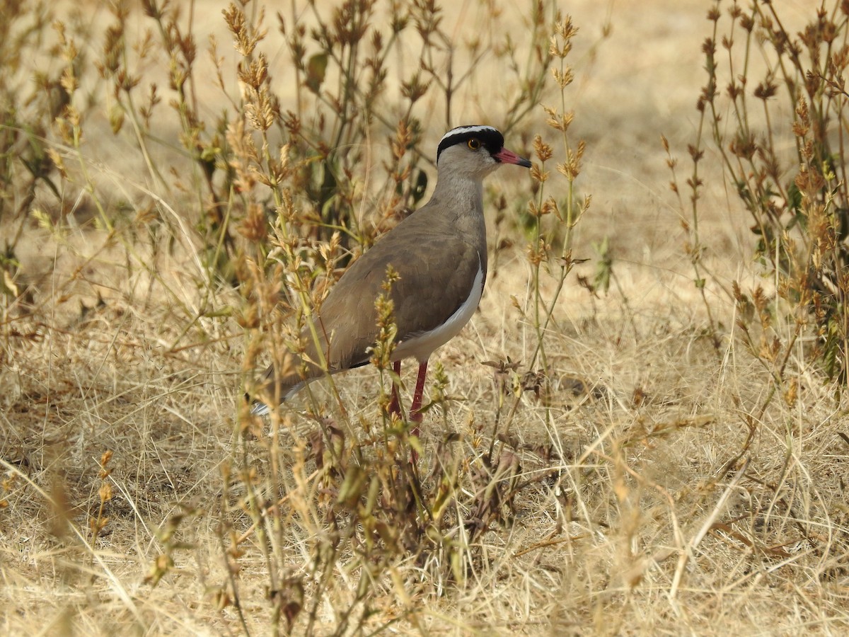 Crowned Lapwing - ML515772731