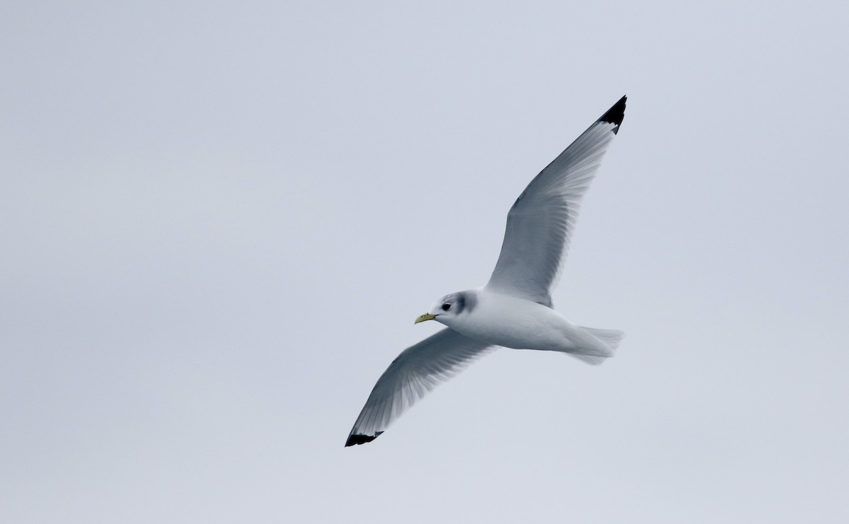 Black-legged Kittiwake - ML51577281