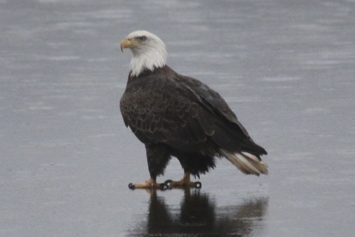 Bald Eagle - ML515773321