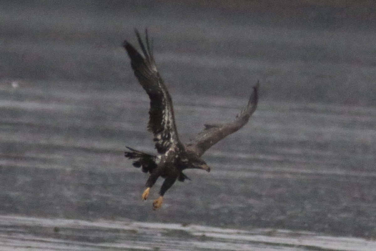 Bald Eagle - ML515773331