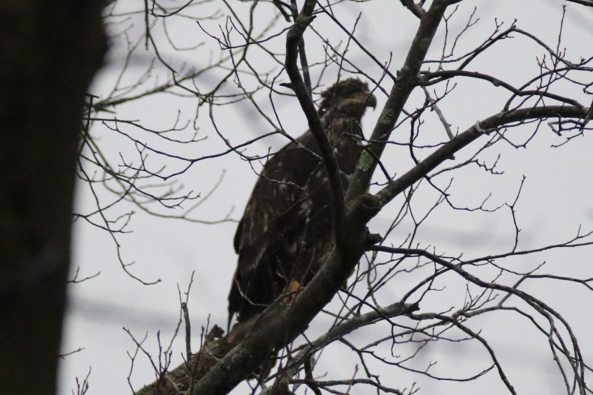 Bald Eagle - ML515773341