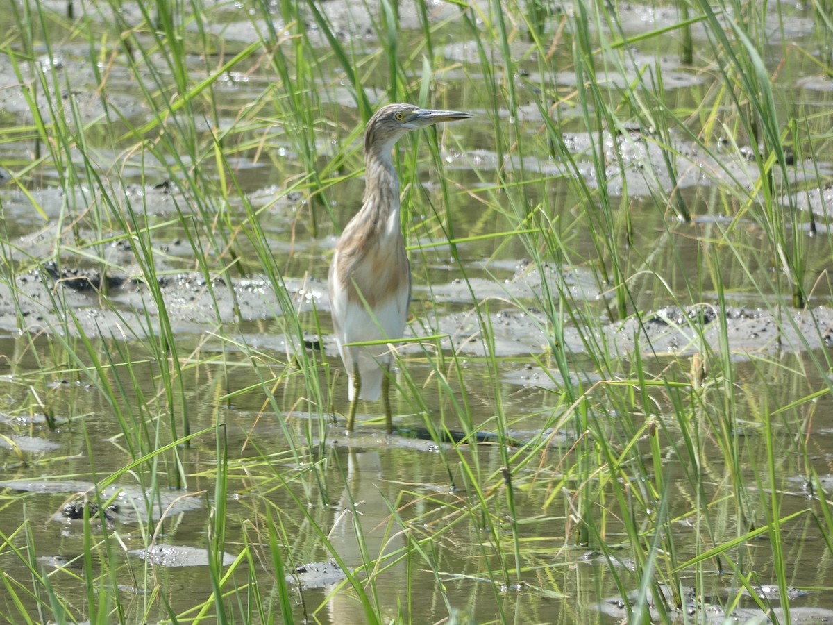Javan Pond-Heron - ML515774171