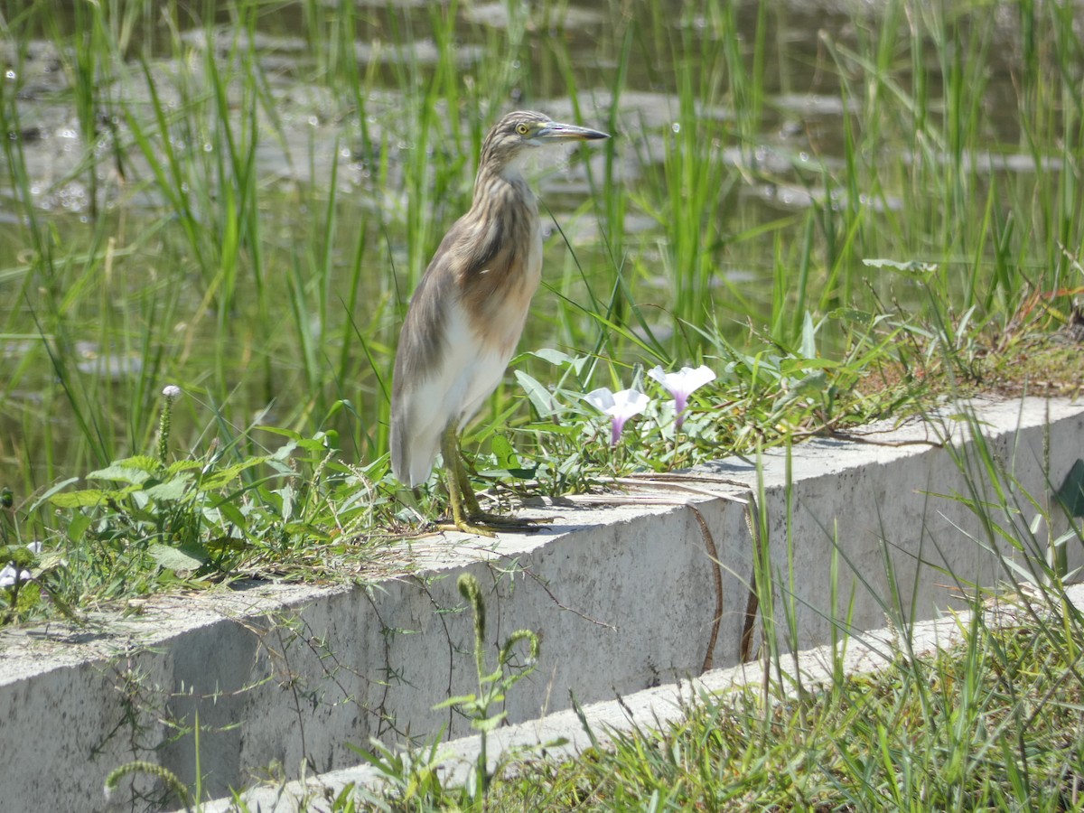 Javan Pond-Heron - ML515774181