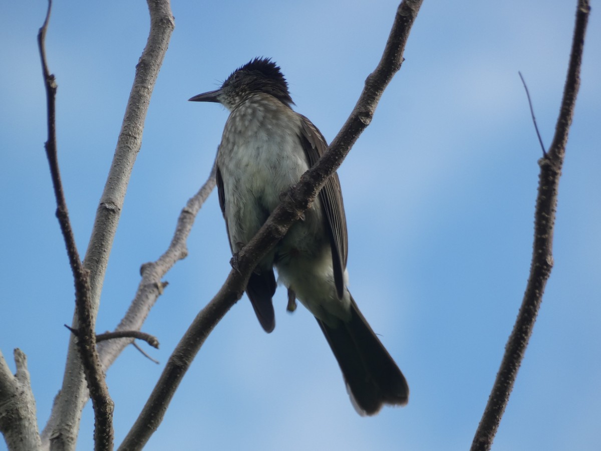 Streak-breasted Bulbul - ML515774341