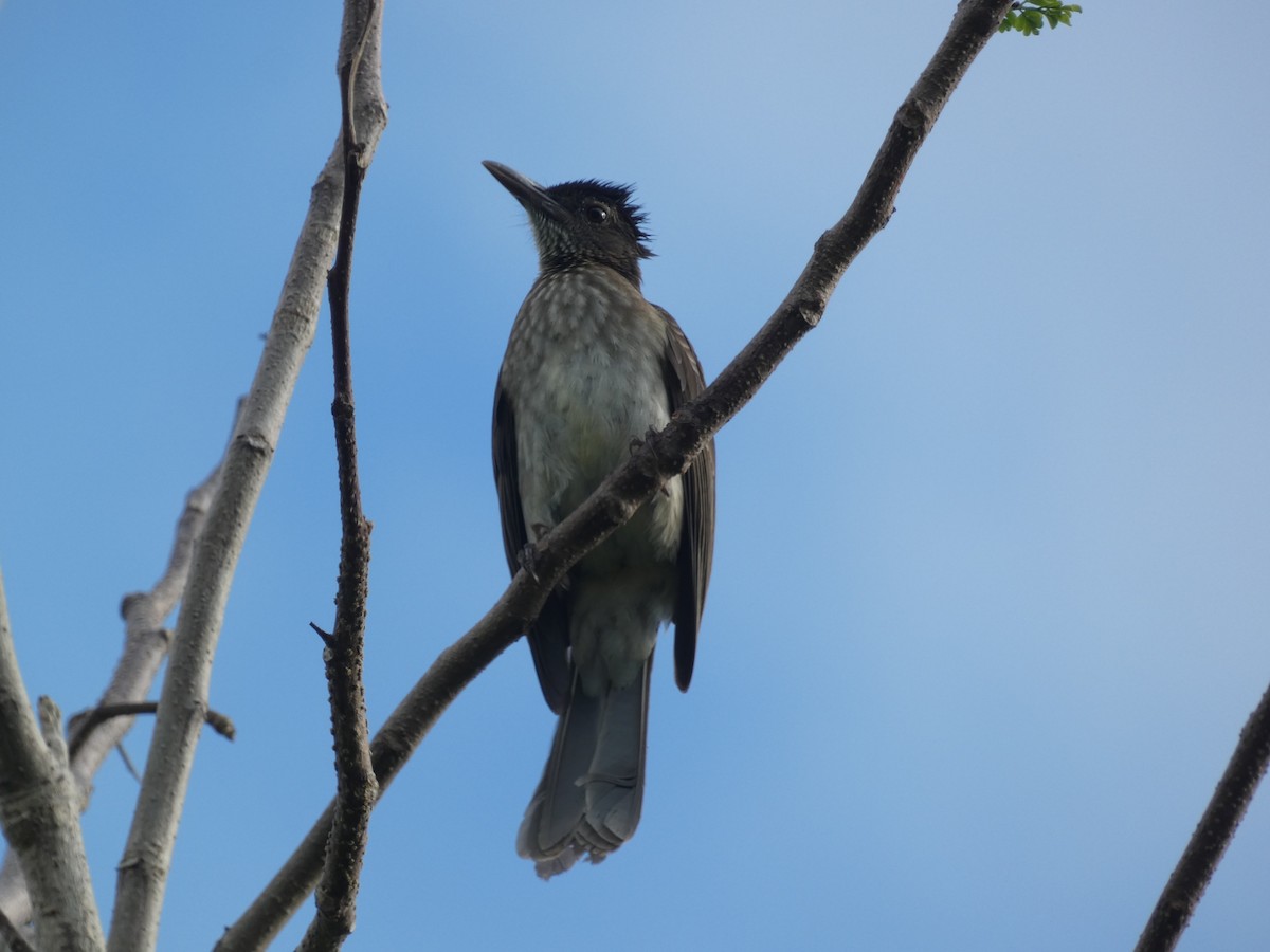 Streak-breasted Bulbul - ML515774391