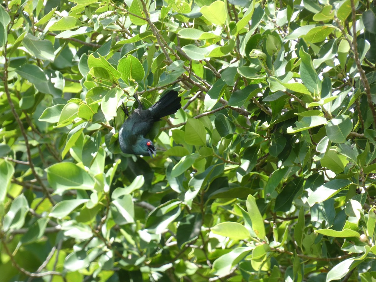 Asian Glossy Starling - ML515774461
