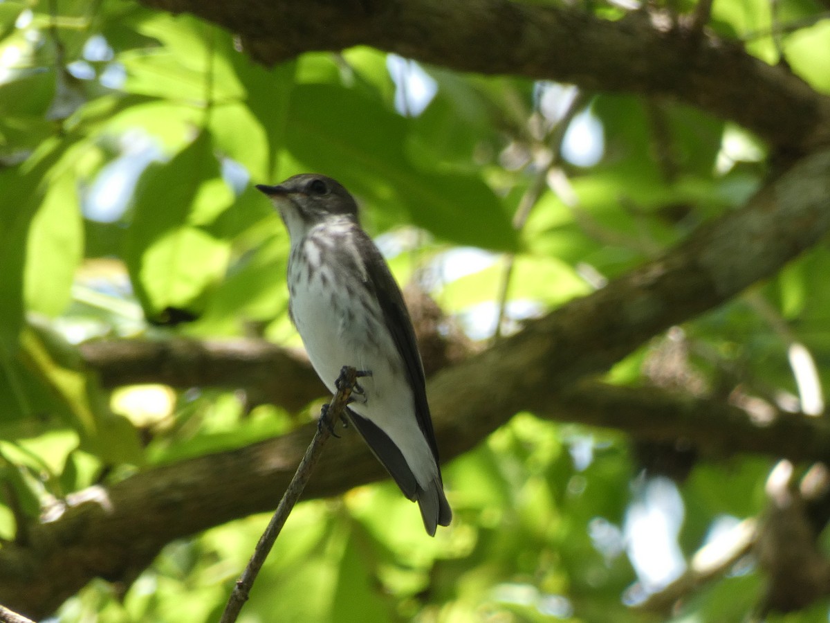 Gray-streaked Flycatcher - ML515774501