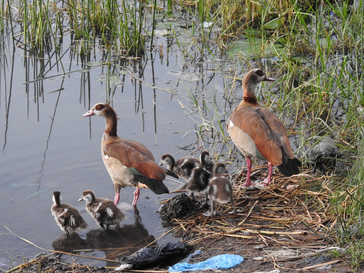 Egyptian Goose - ML515775701