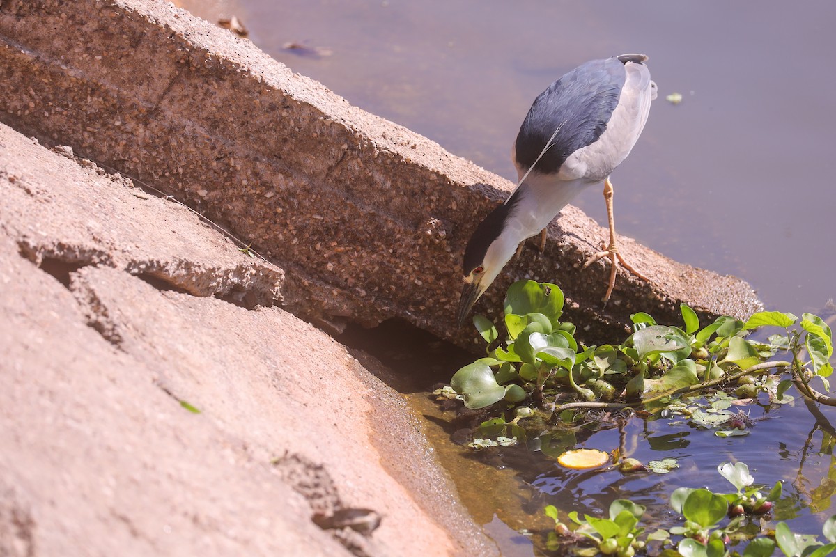 Black-crowned Night Heron - ML515775921