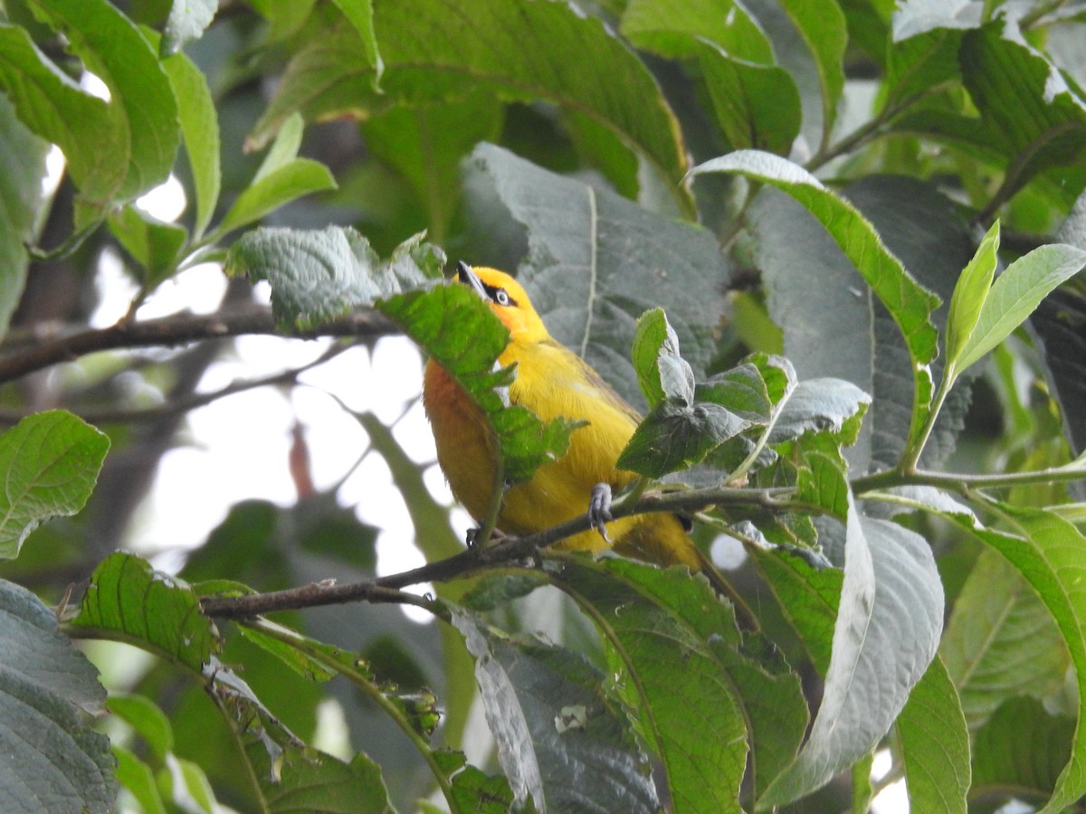 Spectacled Weaver (Yellow-throated) - ML515776241