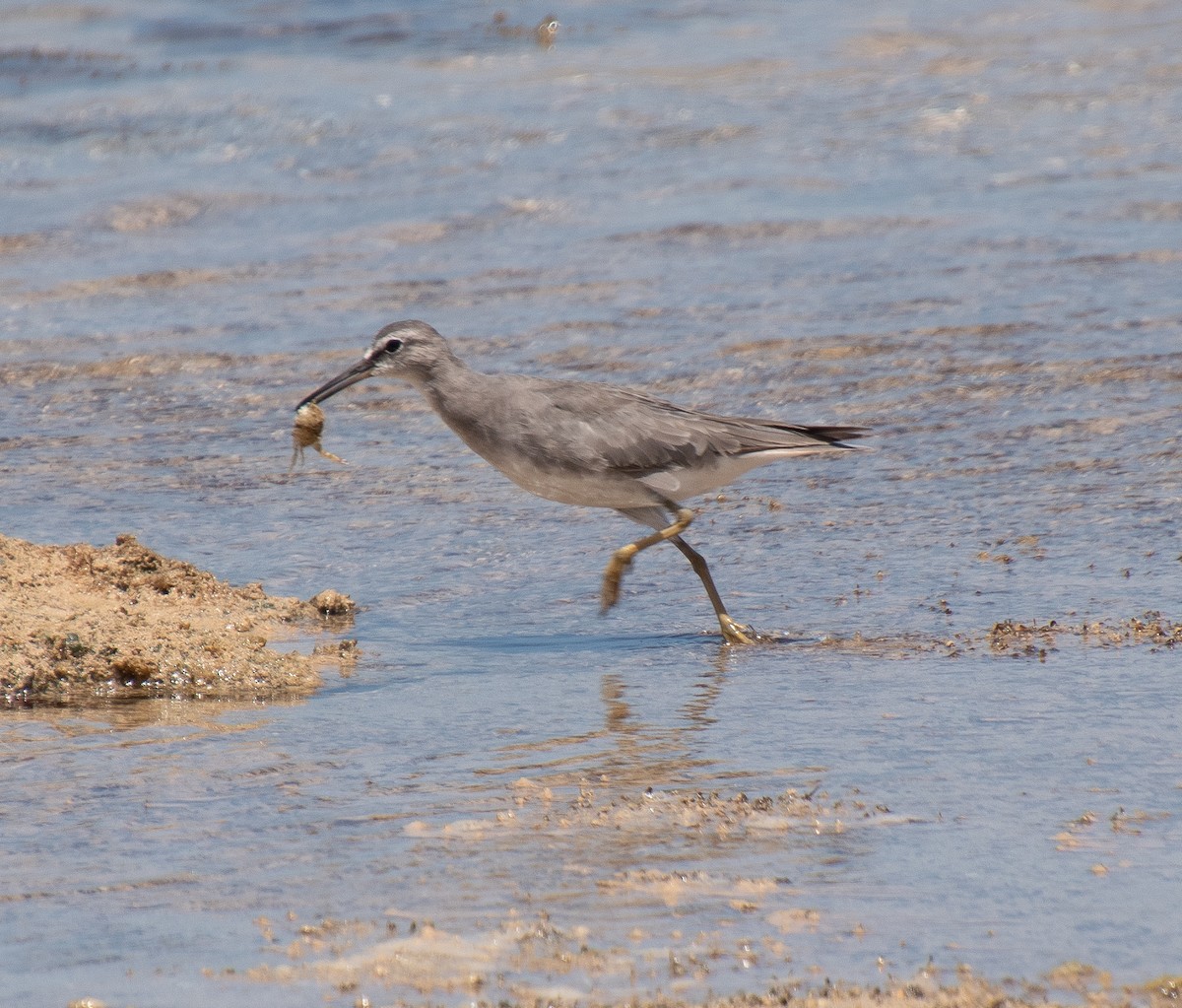 Grauschwanz-Wasserläufer - ML515776901