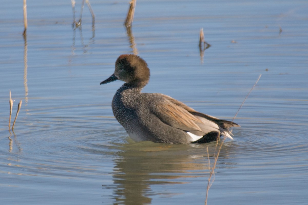 Gadwall - ML515777901