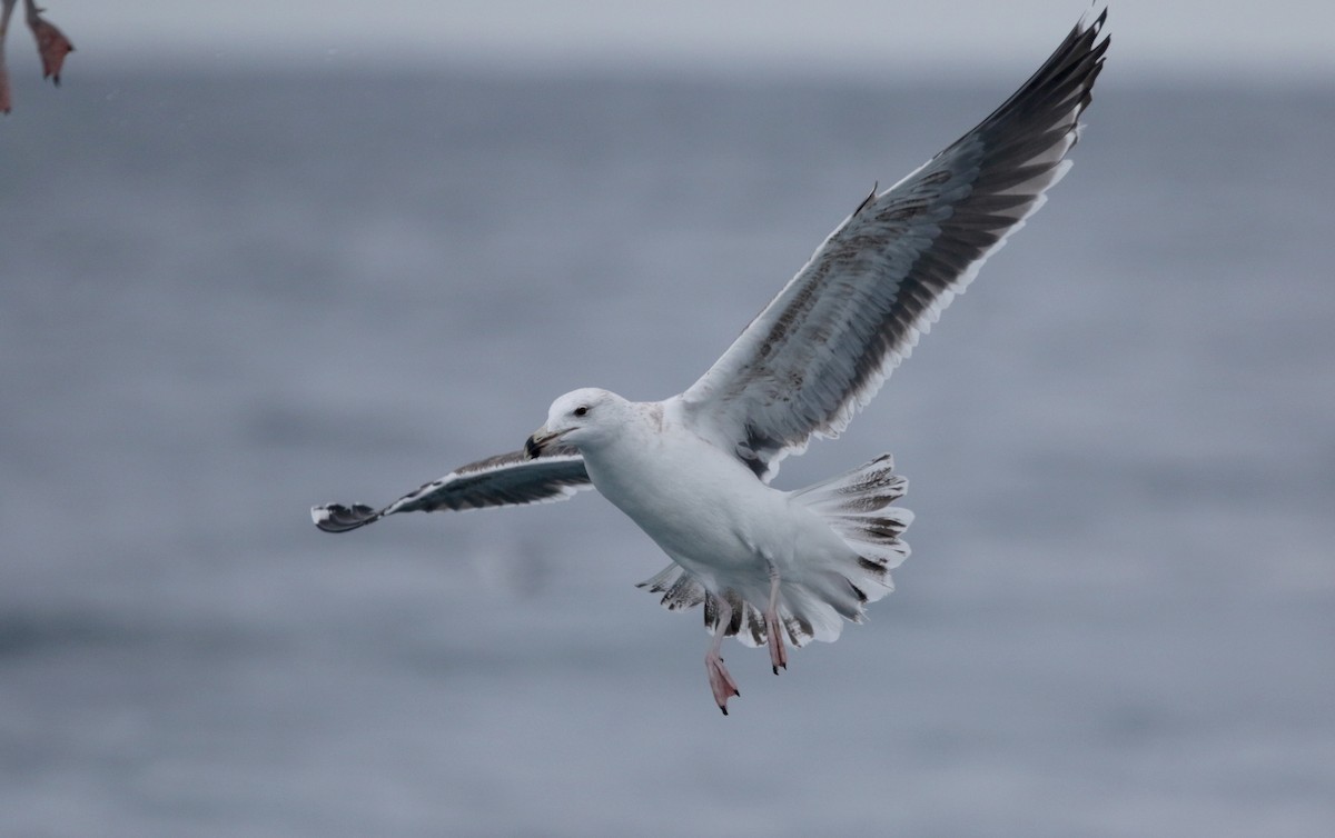 Great Black-backed Gull - ML51577811