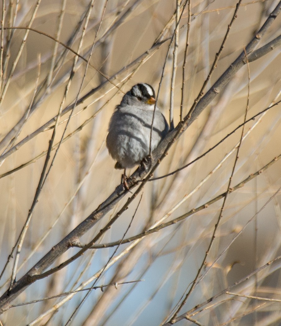 White-crowned Sparrow - ML515778231