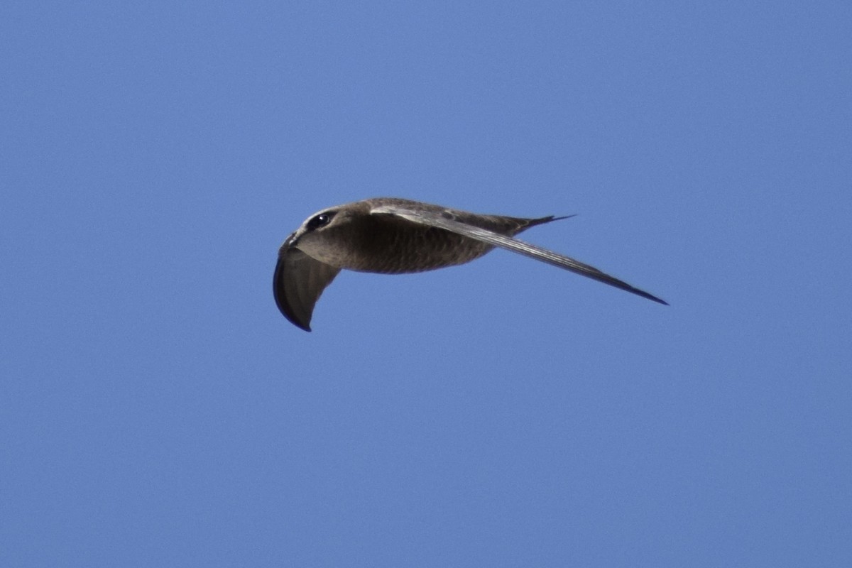 Bradfield's Swift - Jacob Henry