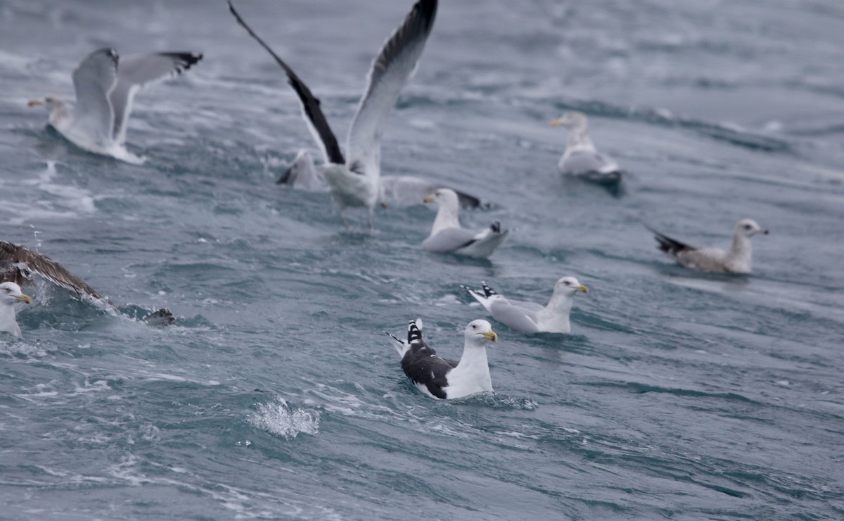 Great Black-backed Gull - ML51577841