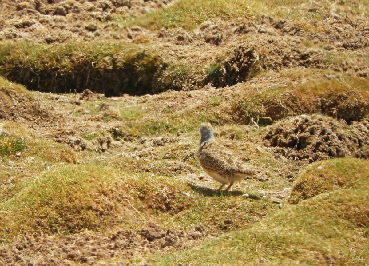 Gray-breasted Seedsnipe - Ray Wershler