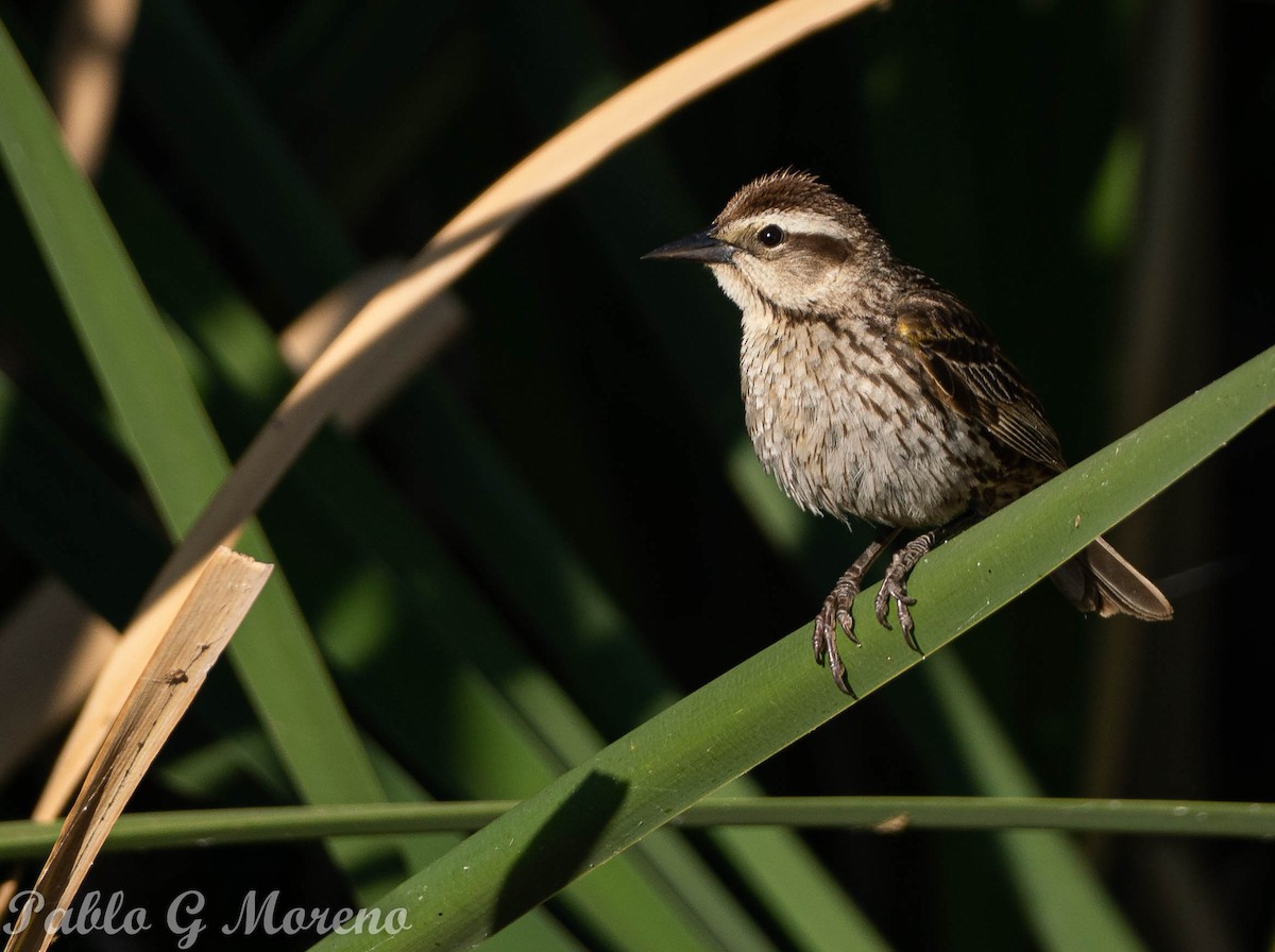 Yellow-winged Blackbird - ML515779141