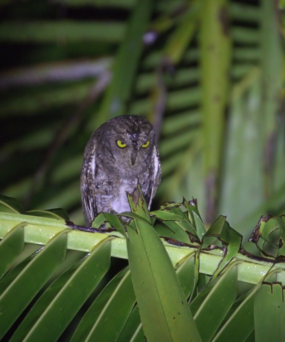 Oriental Scops-Owl - David Massie