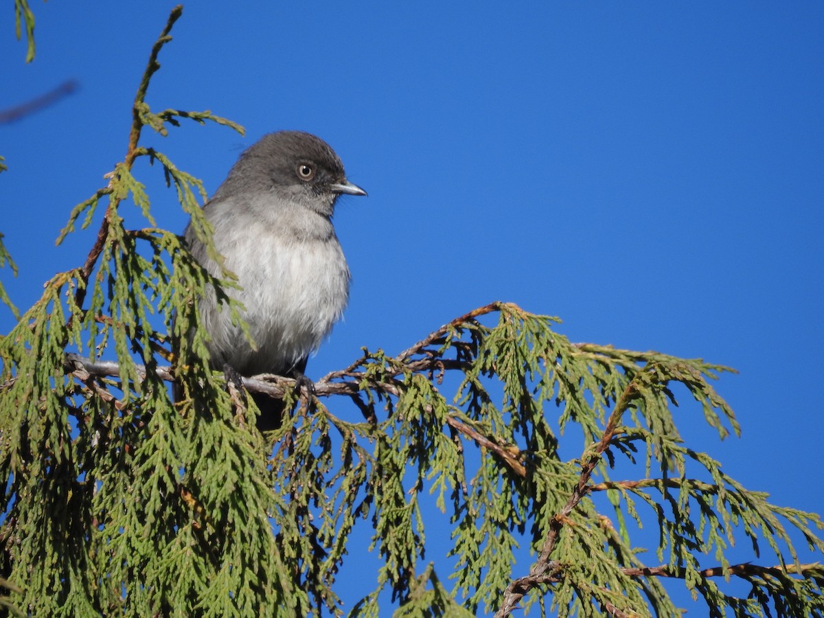 Abyssinian Slaty-Flycatcher - ML515781461