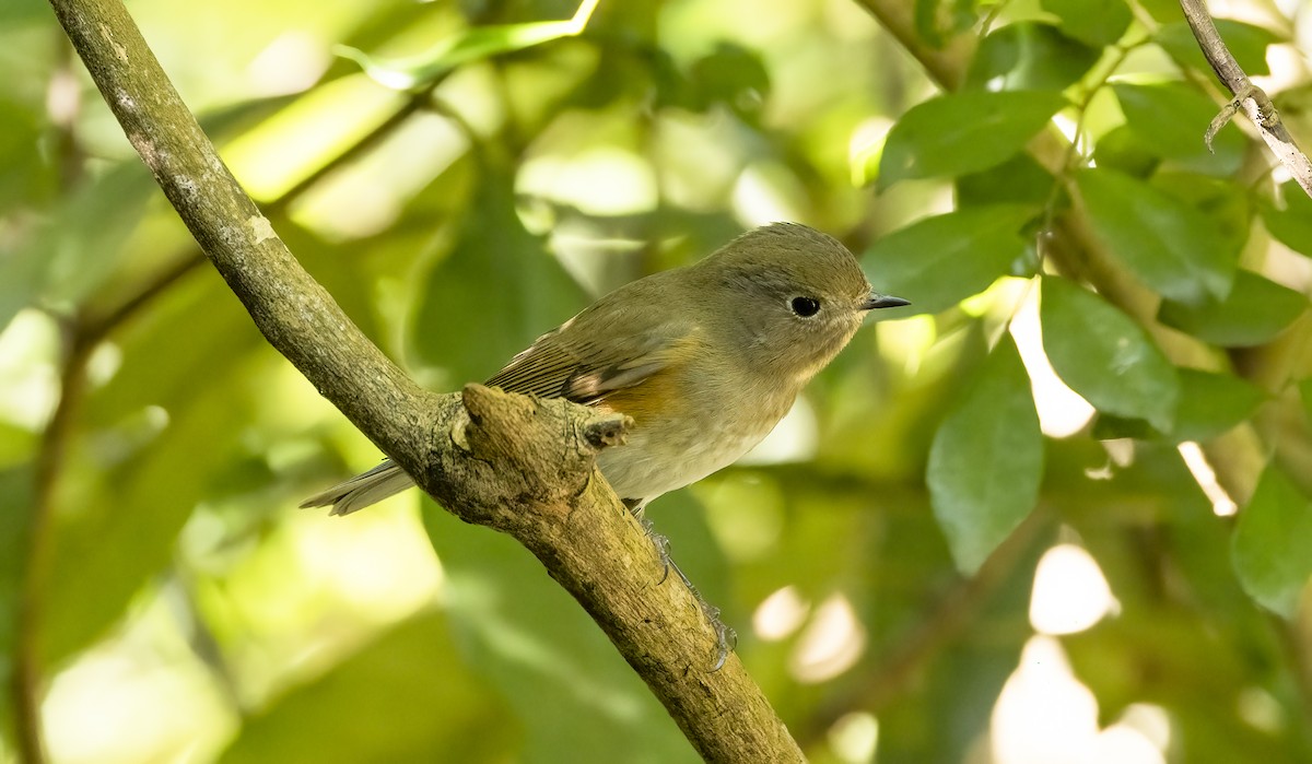 Red-flanked Bluetail - ML515781781