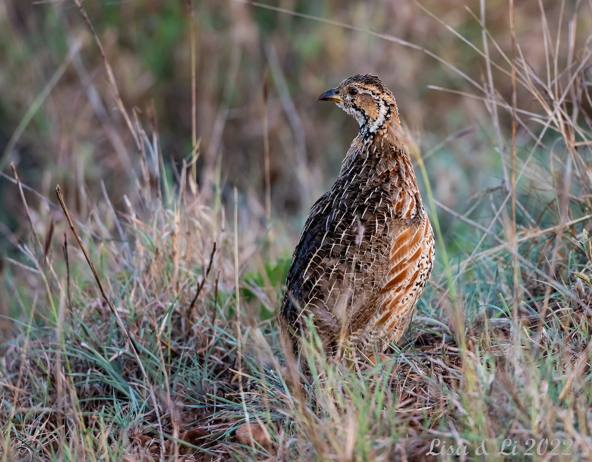 Shelley's Francolin - Lisa & Li Li