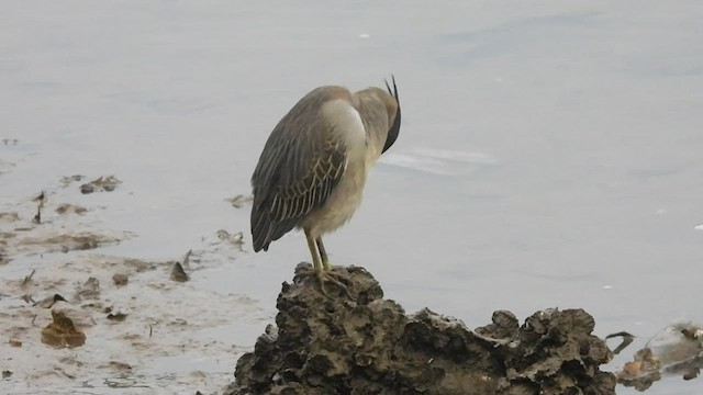 Striated Heron - ML515783661