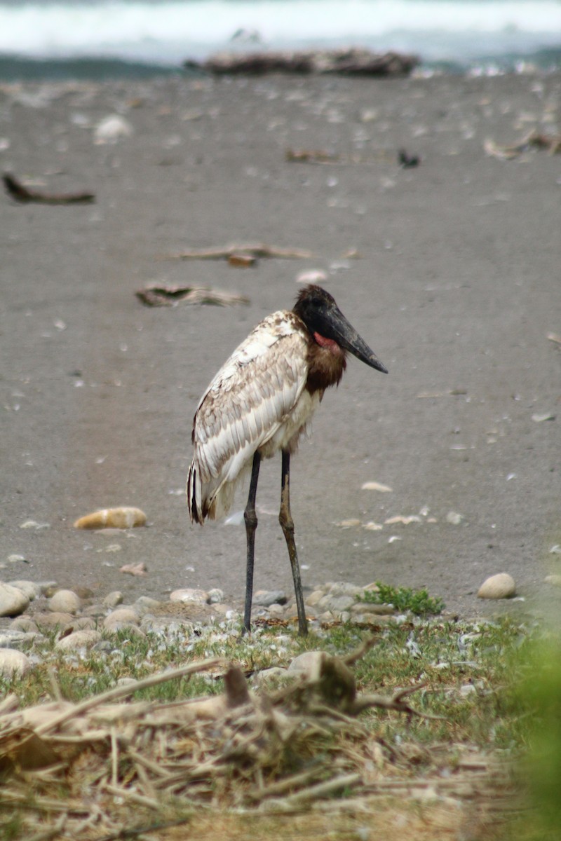 Jabiru - Camilo Vilches Díaz