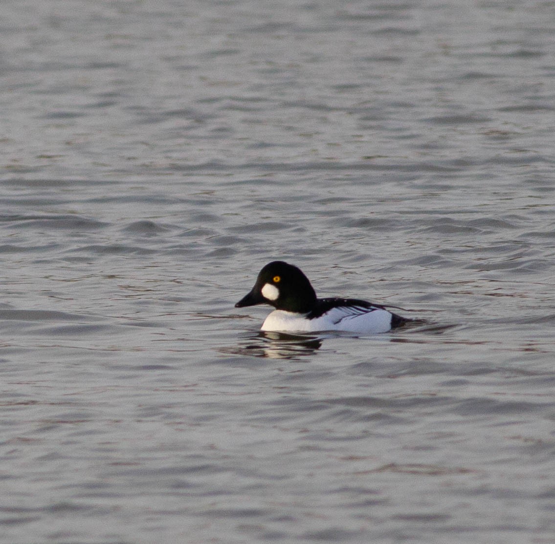 Quattrocchi - ML515787601