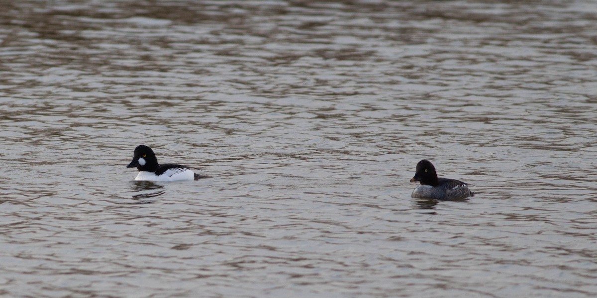 Quattrocchi - ML515787611