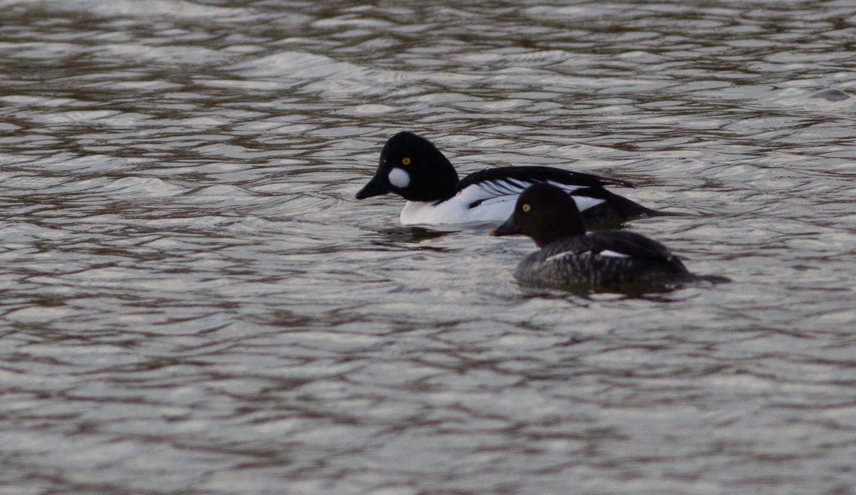 Quattrocchi - ML515787621