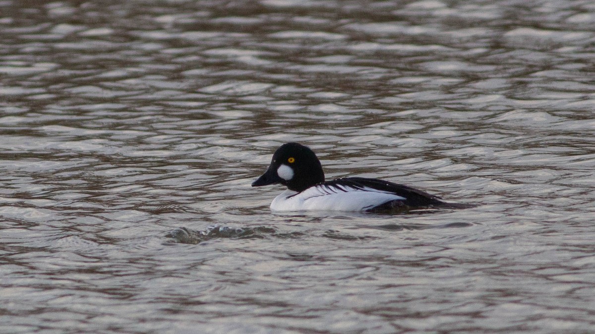 Quattrocchi - ML515787631