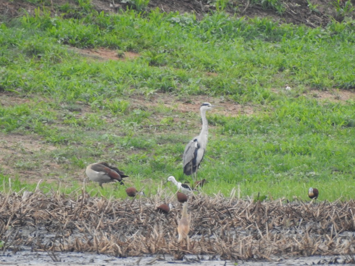 Gray Heron - ML515787711