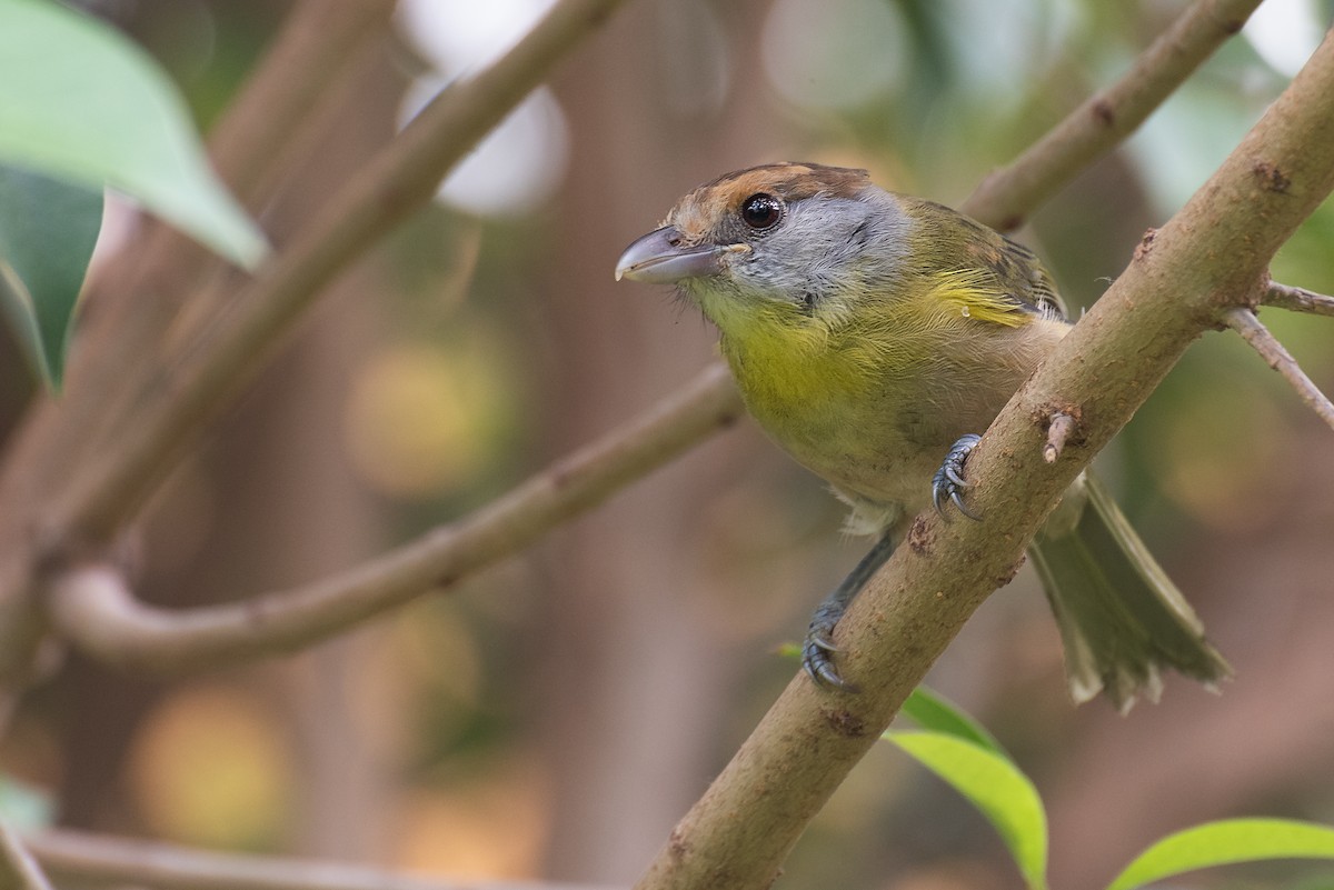 Rufous-browed Peppershrike - ML515789691