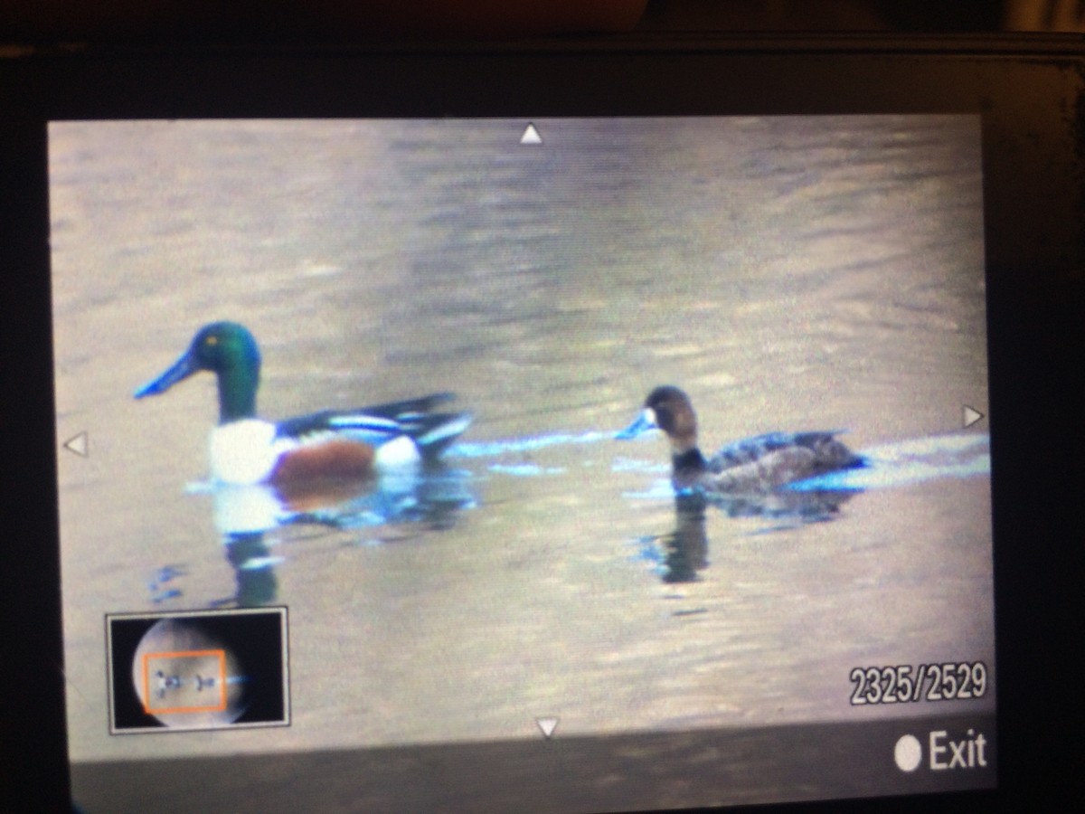 Lesser Scaup - ML51579031
